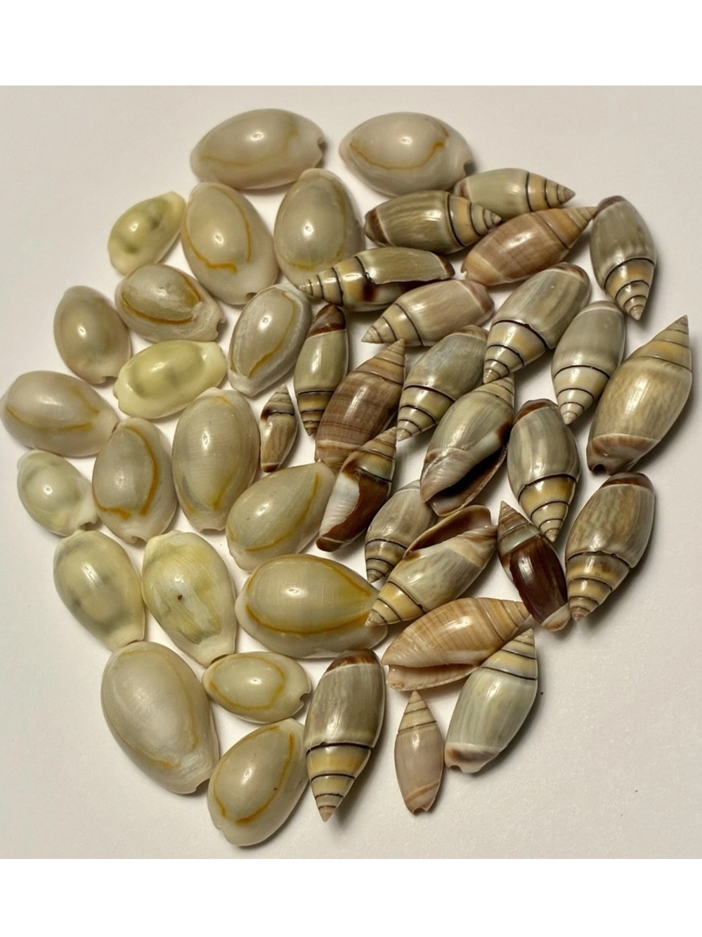 44pc Ring Top Cowrie Shells and Mexican Olive Shells-Small - Craft Supply